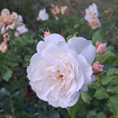 Lady Ann''s Noubliette