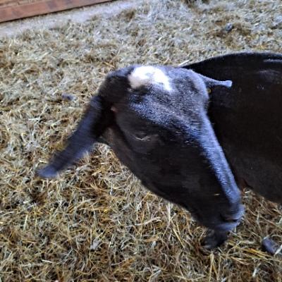 Tabby Schaf🇺🇦❤️🖤