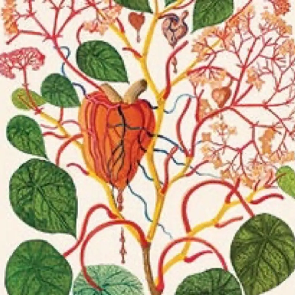 Freund der Eichh&ouml;rnchen, Liebe dalI, X-treme f&uuml;r universalismus