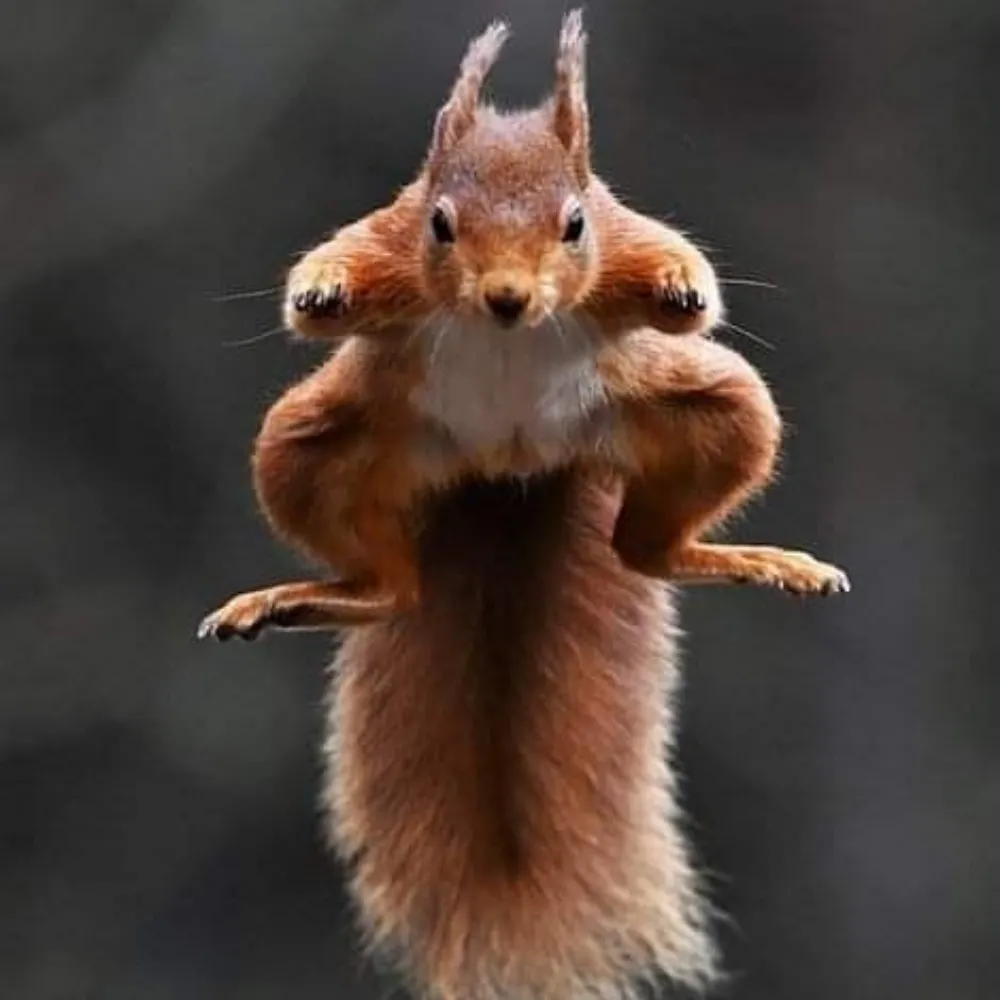 Pippilotta Viktualia