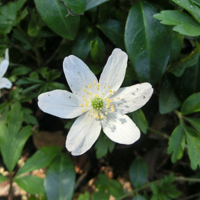 Maike Clau&szlig;nitzer