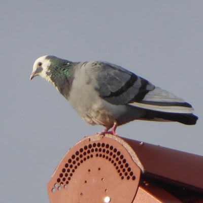 Taubeaufdemdach :nona: