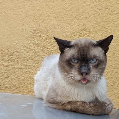 Sabberkatze