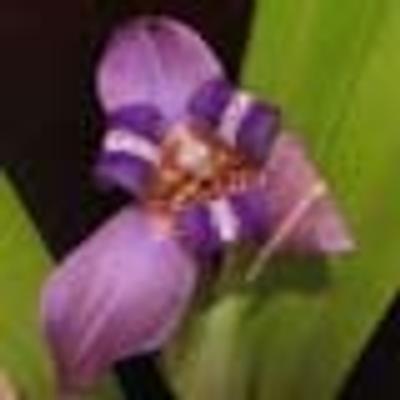 Praktizierende Besserwisserin