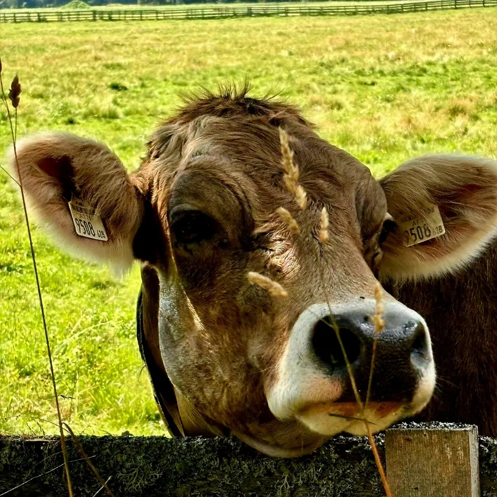 Frau Pettra 💚
