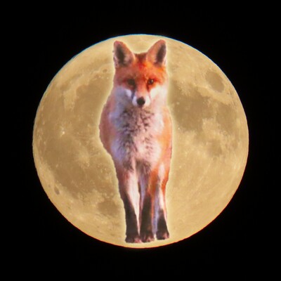 Lichtscheu :blobfoxcomfy: