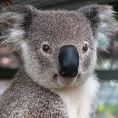 Koala Lampedusa