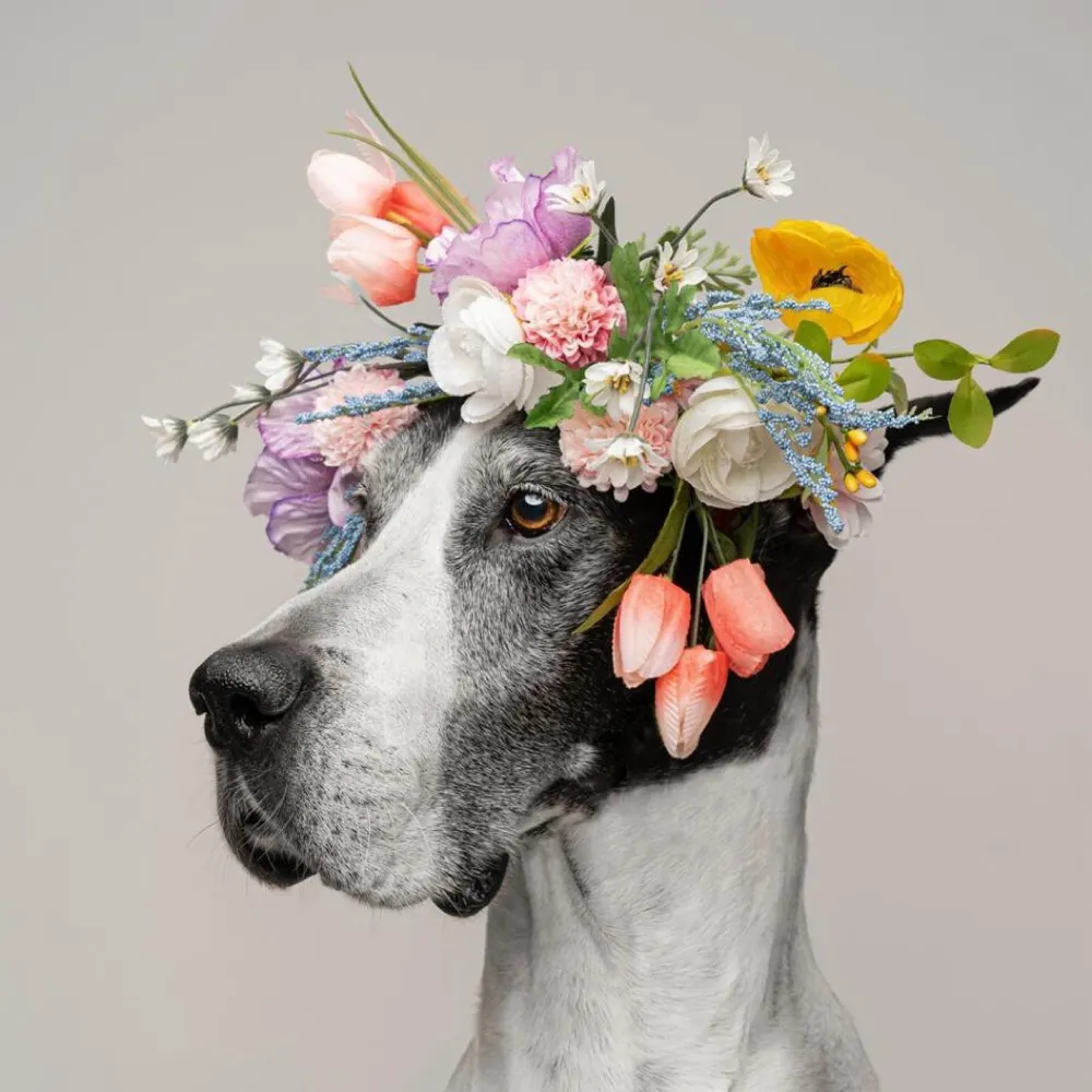 willow-branches.bsky.social