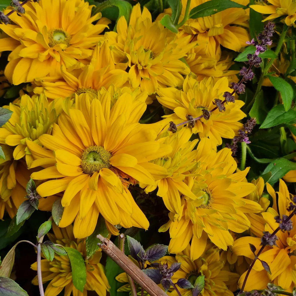 blumenclaudia.bsky.social