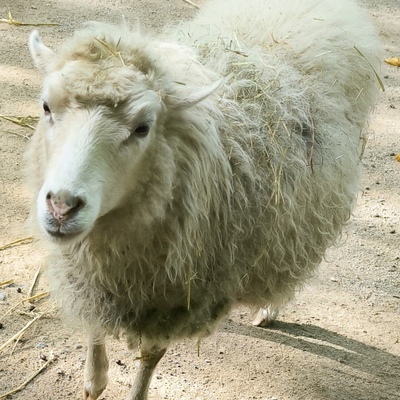 Minna Sophie 🍂 🐑