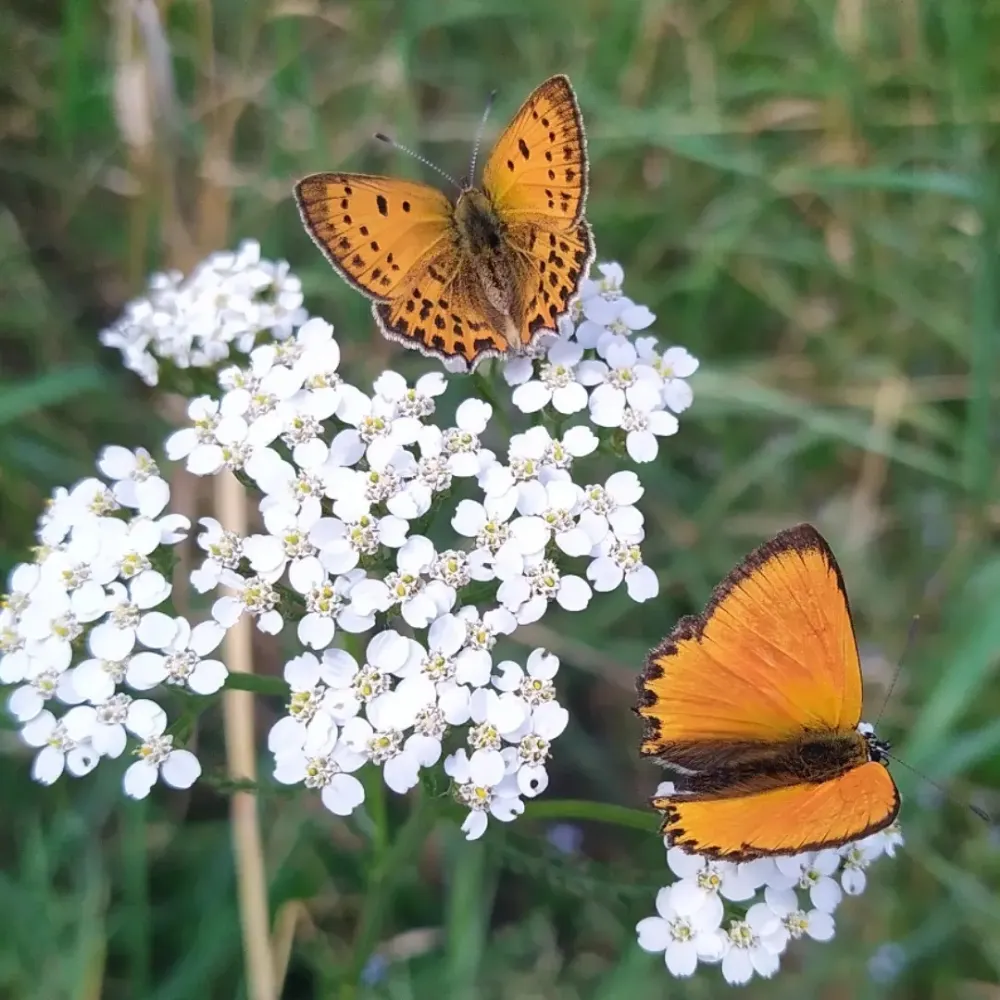 feldsperling.bsky.social