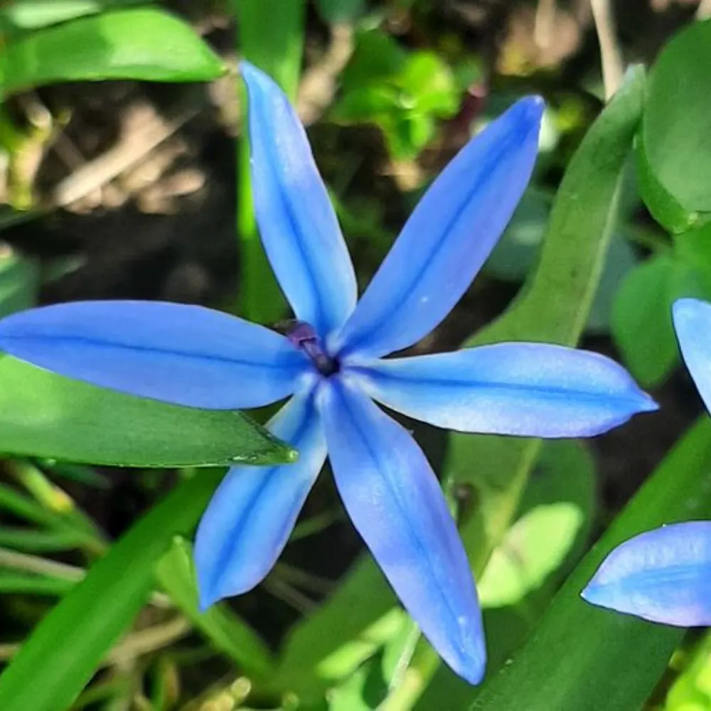 blaustern.bsky.social