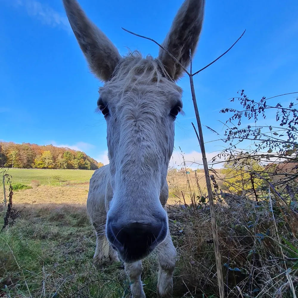 Handlungsreisender 🍏