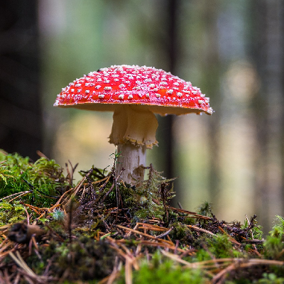 Pilzhexe Rundhut