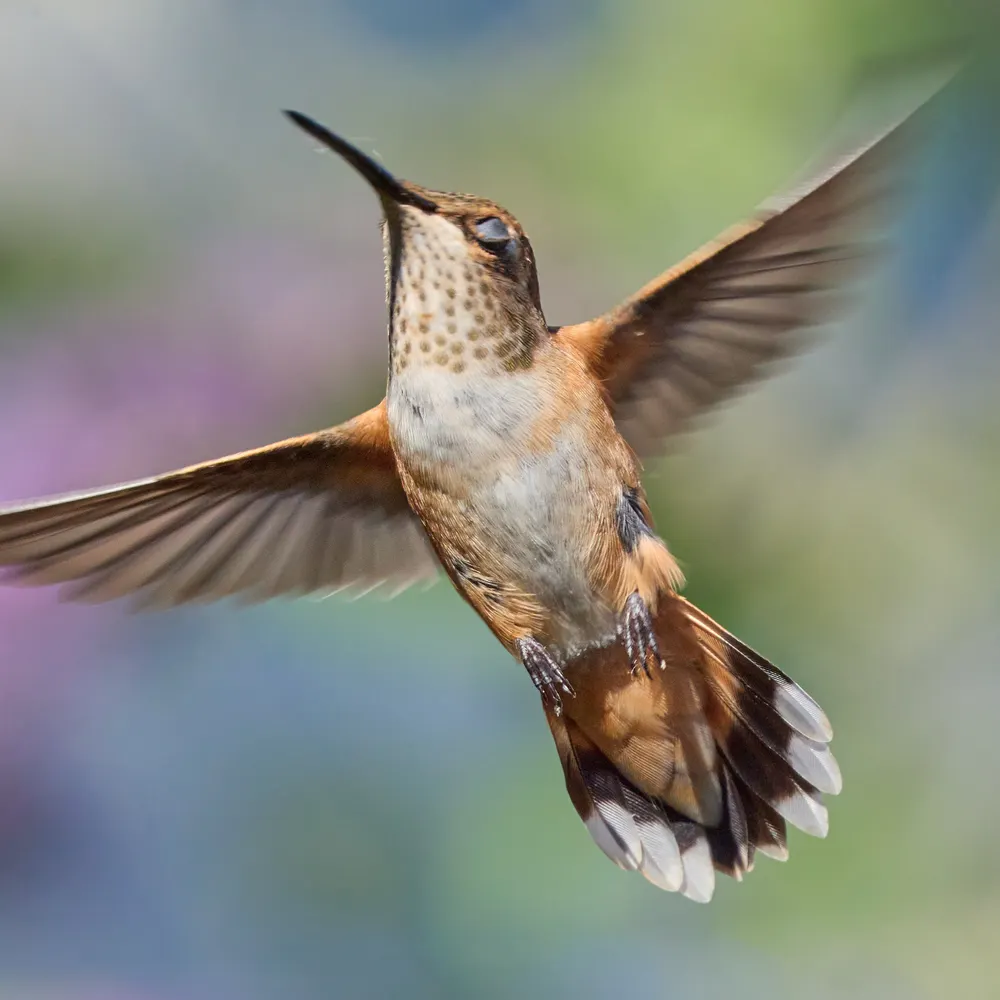 Oregon Backyard Photography