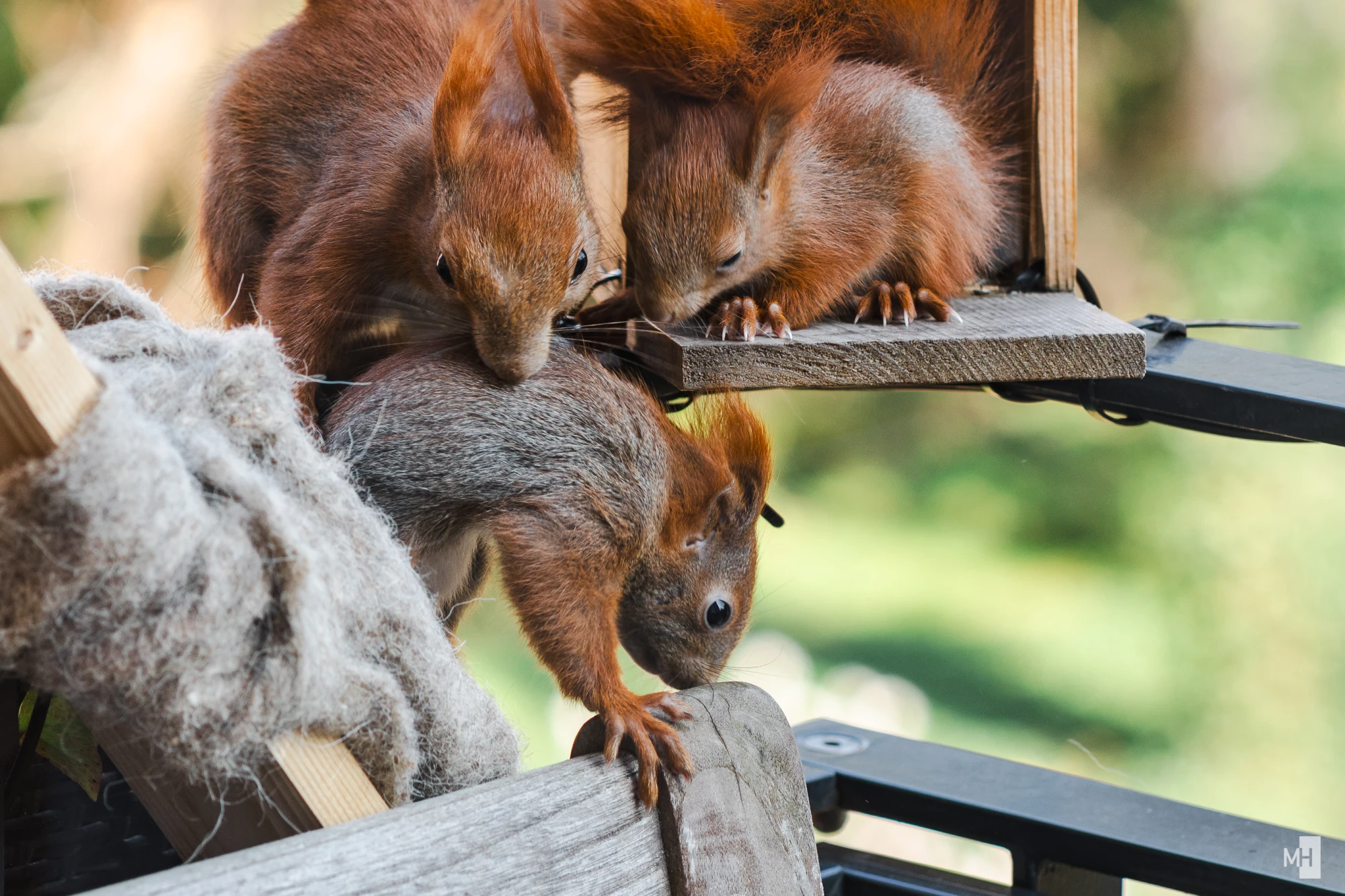 pixelgraphix-manuela-hoffmann-2025-april-02-06