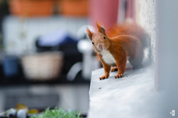 pixelgraphix-manuela-hoffmann-2024-dezember-08-13