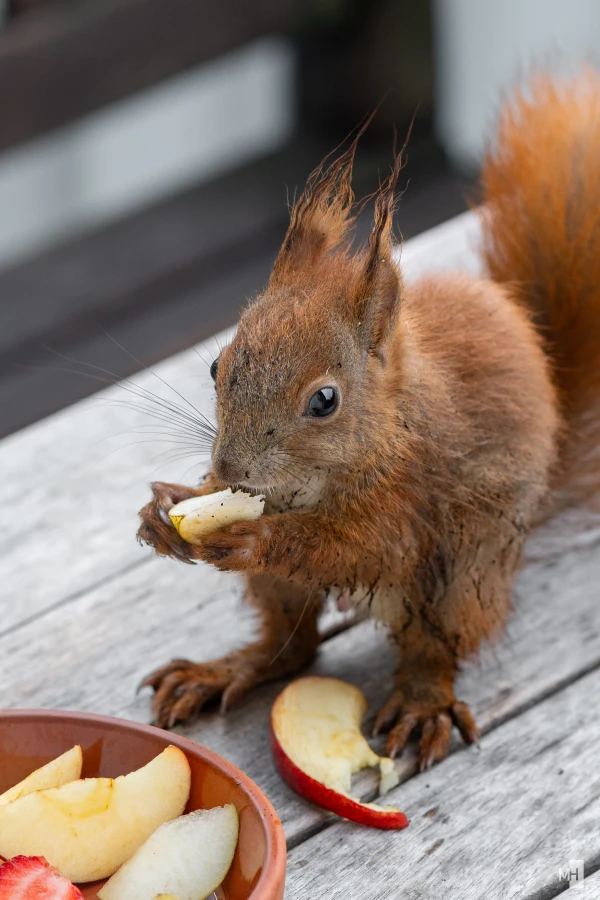 pixelgraphix-manuela-hoffmann-2025-mai-30-27