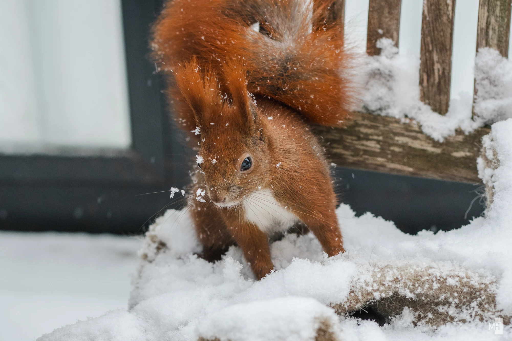 pixelgraphix-manuela-hoffmann-2025-februar-13-55