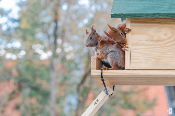 pixelgraphix-manuela-hoffmann-2025-april-01-37