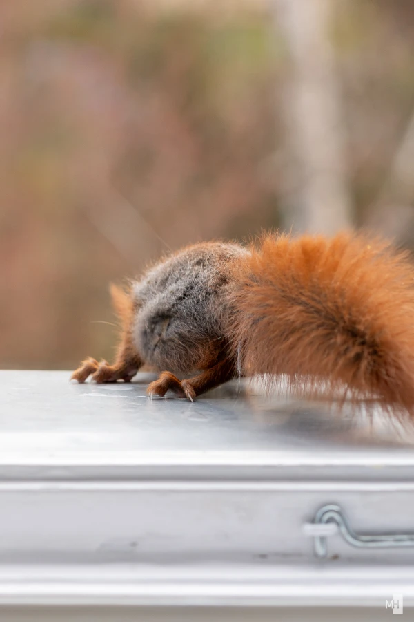 pixelgraphix-manuela-hoffmann-2025-april-07-51