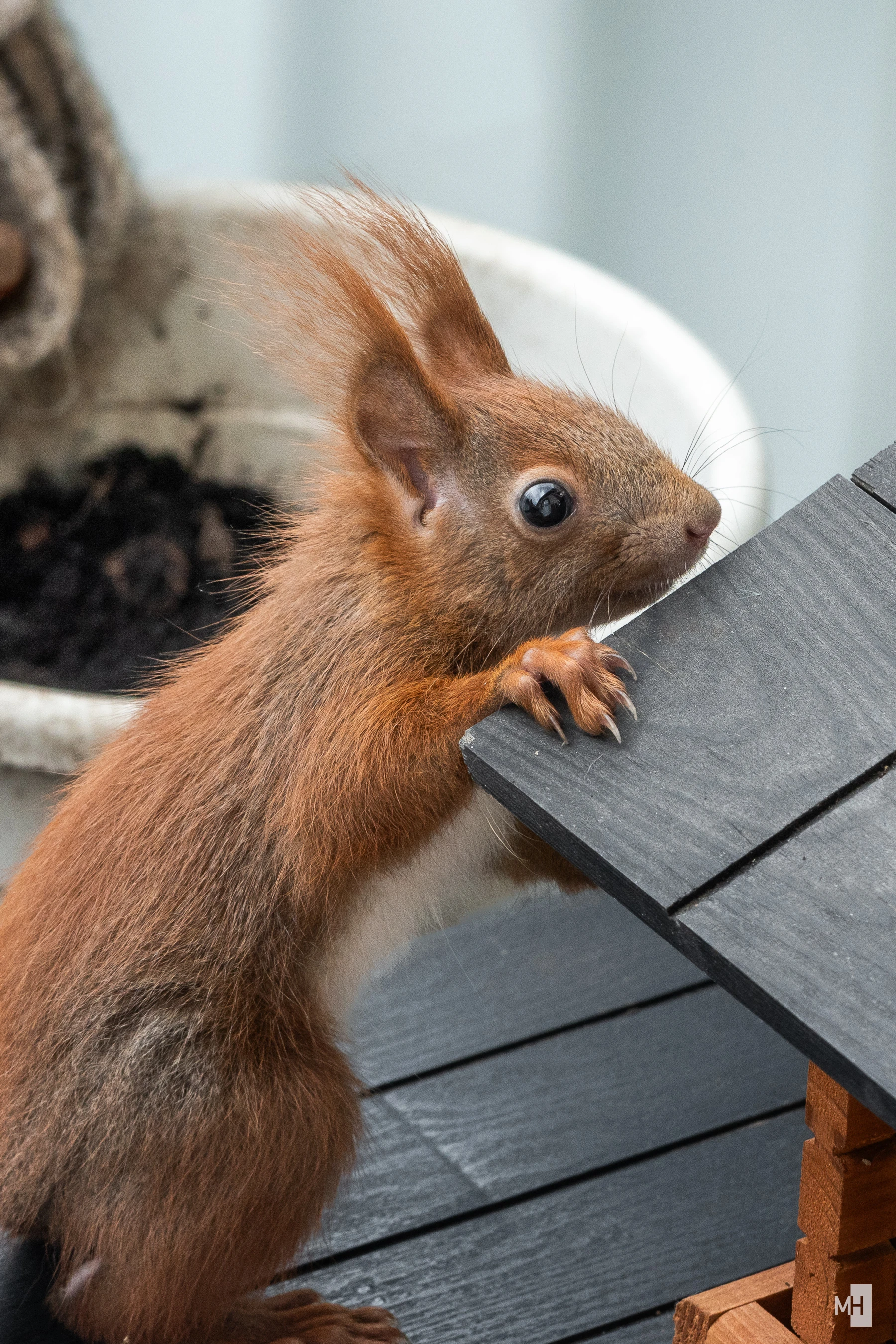 pixelgraphix-manuela-hoffmann-2025-april-23-11