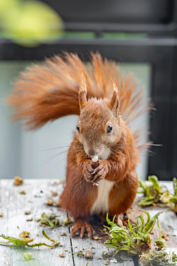 pixelgraphix-manuela-hoffmann-2025-juli-28-44