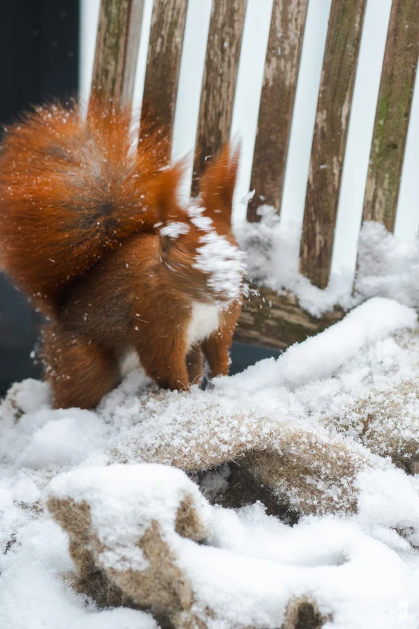 pixelgraphix-manuela-hoffmann-2025-februar-13-59