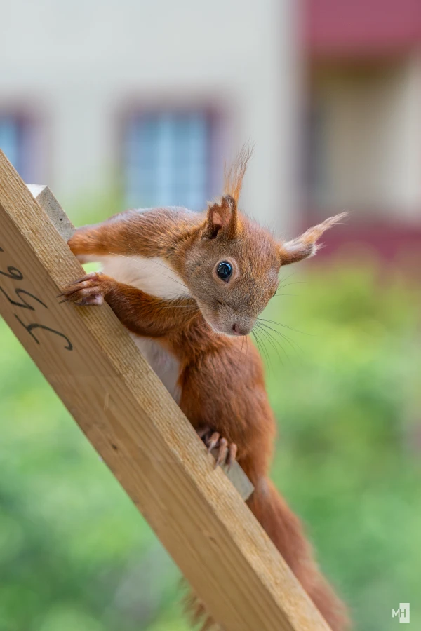 pixelgraphix-manuela-hoffmann-2025-juni-09-13