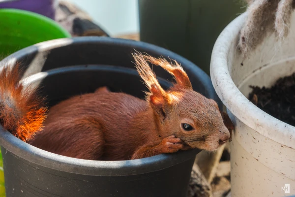 pixelgraphix-manuela-hoffmann-2025-juni-15-29