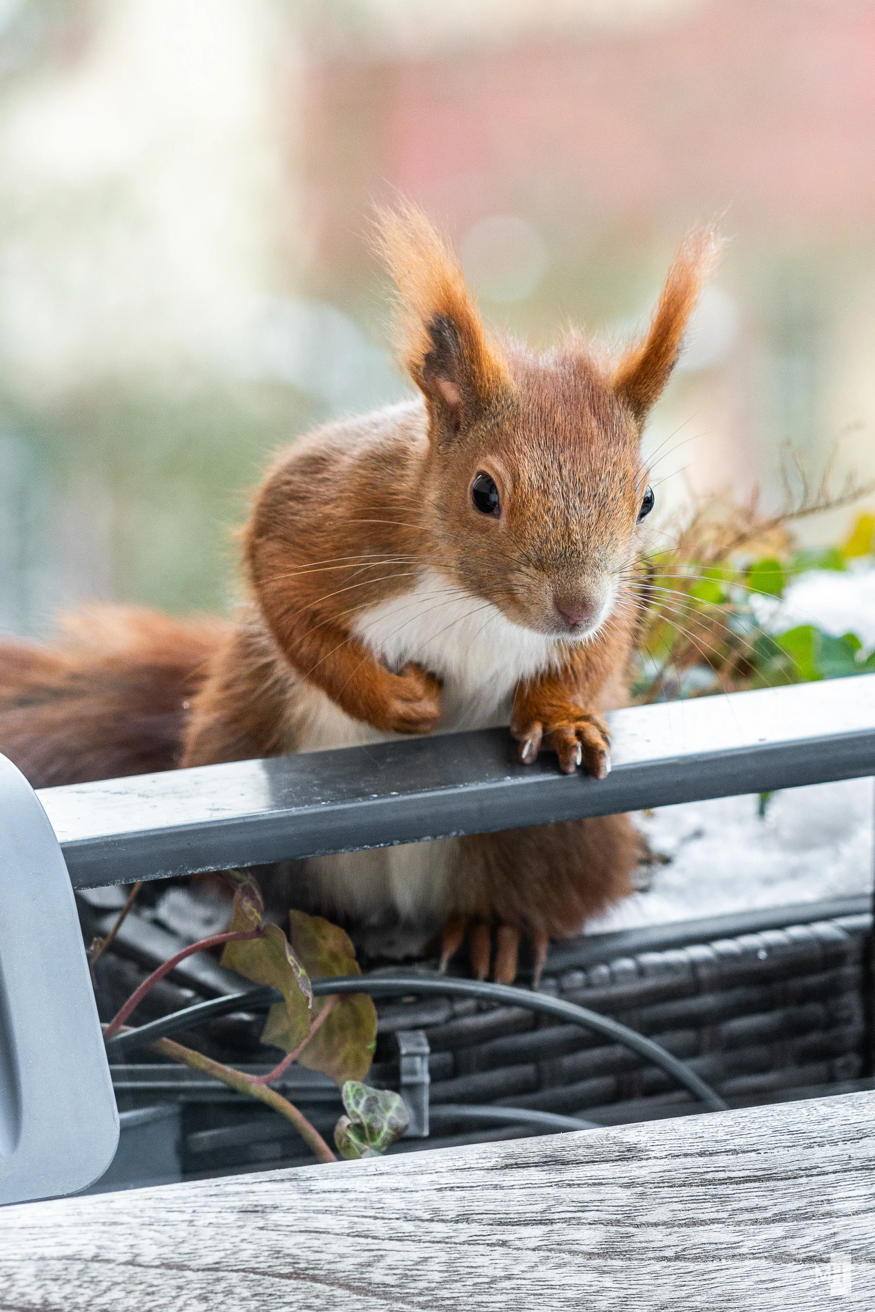 pixelgraphix-manuela-hoffmann-2025-februar-16-49