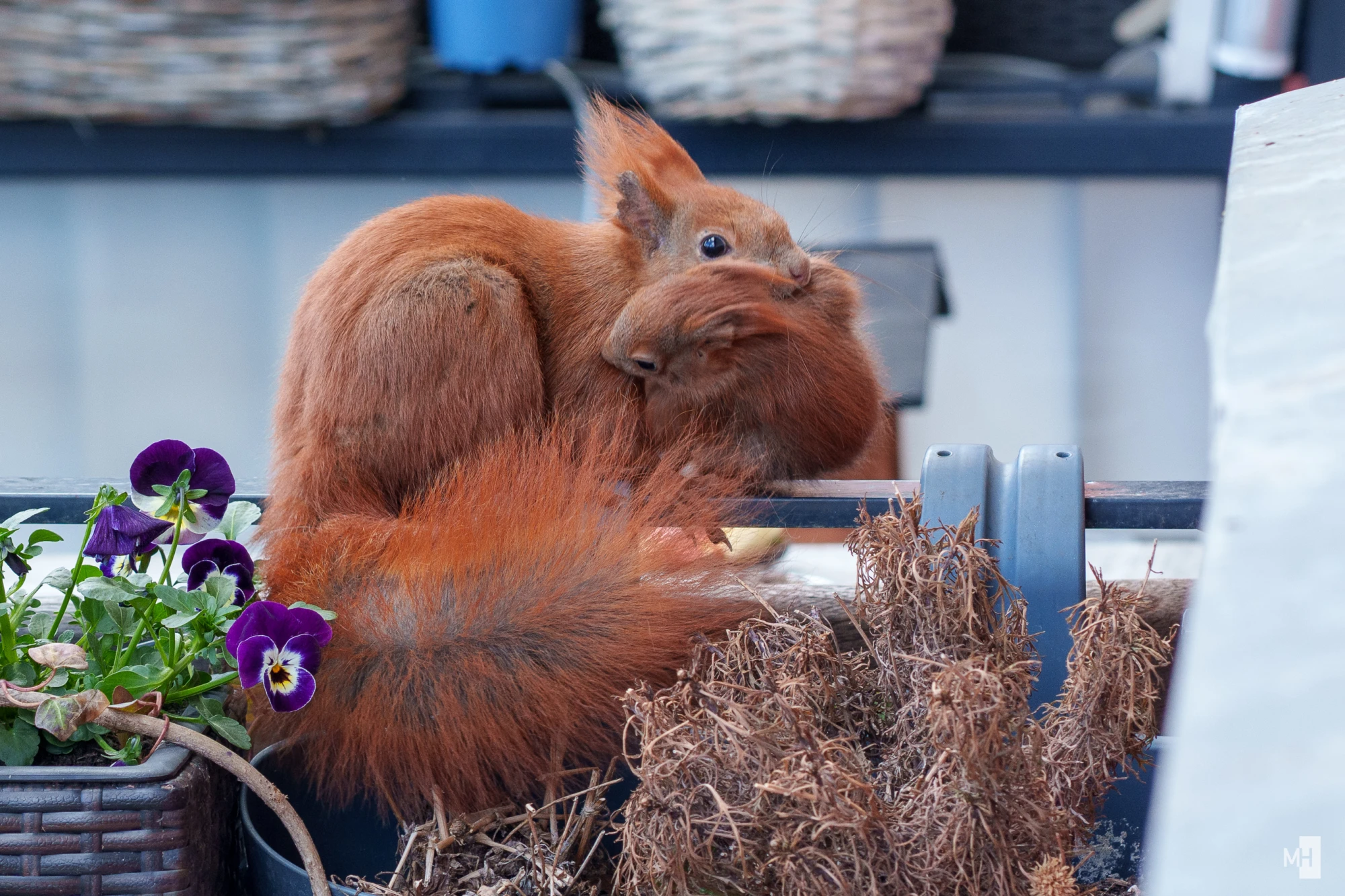 pixelgraphix-manuela-hoffmann-2025-april-01-21