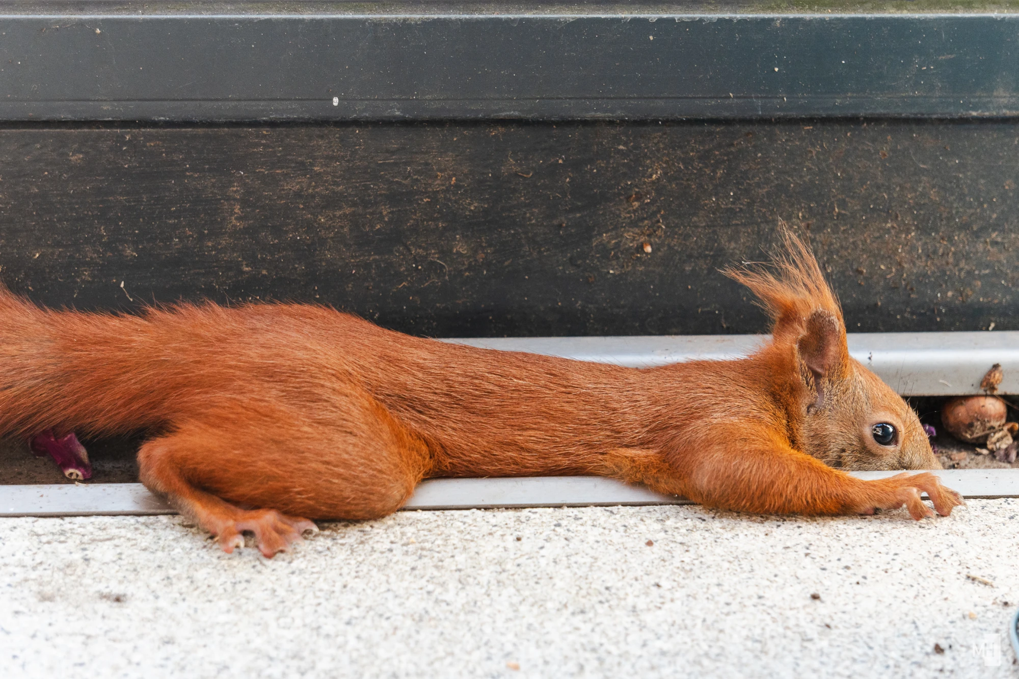 pixelgraphix-manuela-hoffmann-2025-juni-15-50