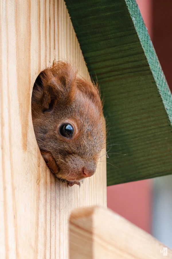 pixelgraphix-manuela-hoffmann-2025-juni-04-32-2