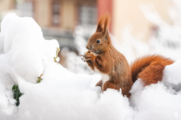 pixelgraphix-manuela-hoffmann-2025-februar-14-26