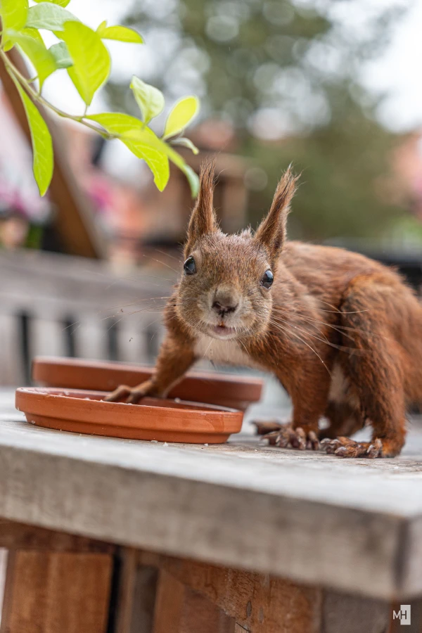 pixelgraphix-manuela-hoffmann-2025-oktober-12-33