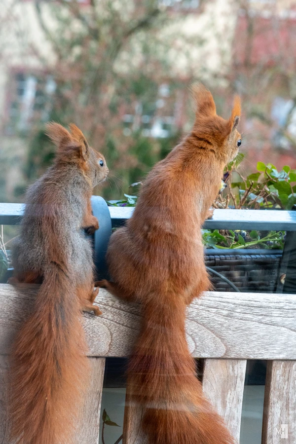 pixelgraphix-manuela-hoffmann-2025-april-07-01