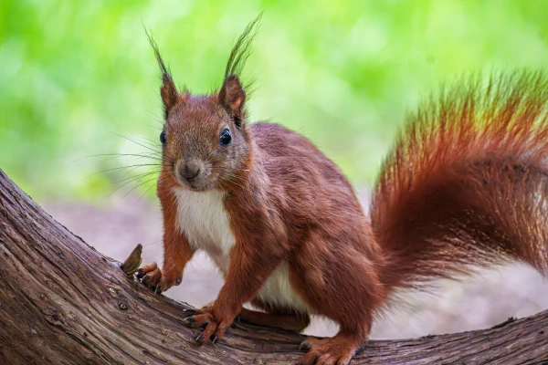 Ein Eichh&ouml;rnchen sitzt auf einem Ast und schaut nach vorne.
