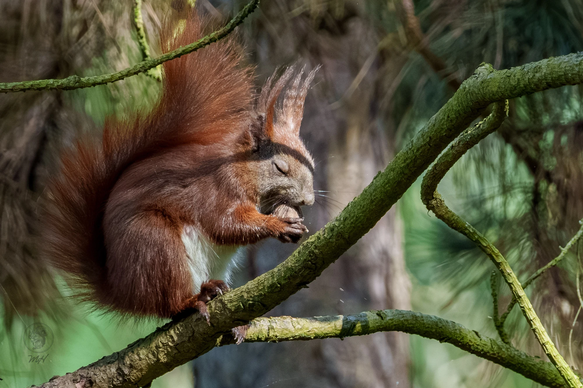 Eichh&ouml;rnchen im Botanischen Garten Berlin