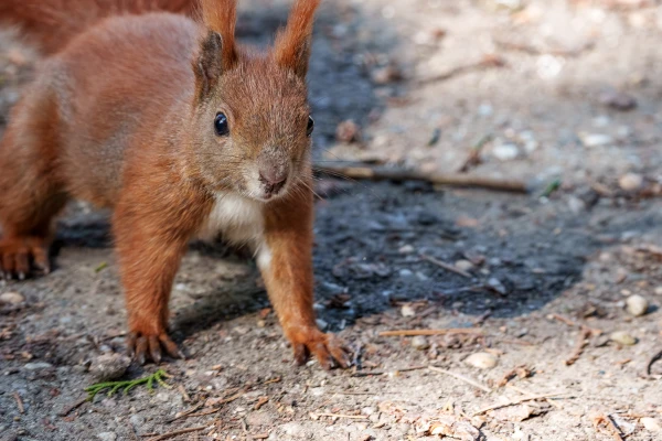 Ein Eichh&ouml;rnchen steht auf dem Boden und blickt nach vorne.