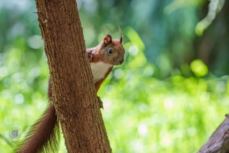 Ein Eichh&ouml;rnchen sitzt an einem Baumstamm. Es schaut nach vorne in das Gr&uuml;n.