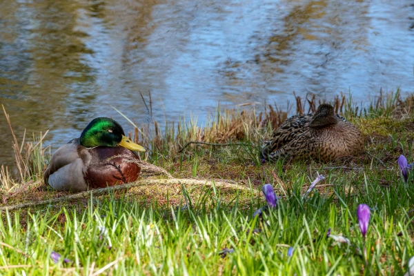 Zwei Enten befinden sich am Ufer eines Gew&auml;ssers. Sie ruhen im Gras.