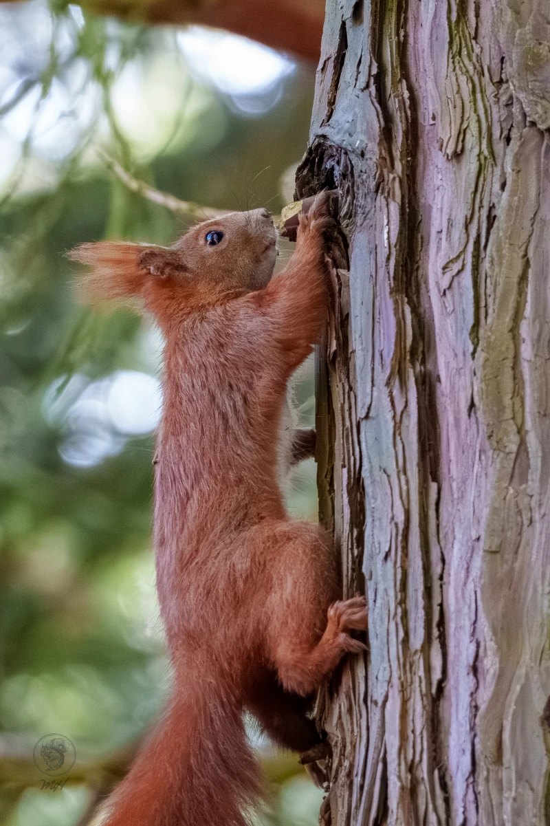 Ein Eichh&ouml;rnchen klettert an einem Baumstamm. Es h&auml;lt sich mit seinen Pfoten an der Rinde fest.