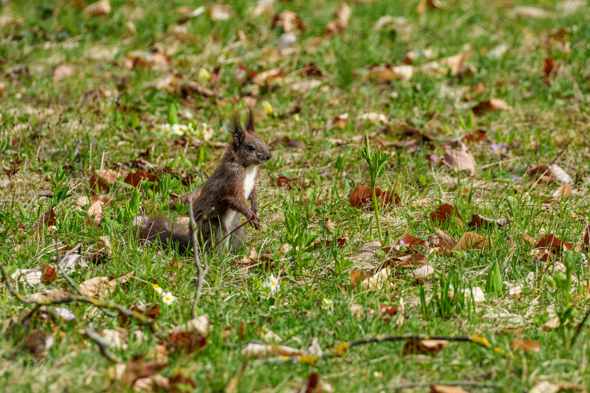 Ein Eichh&ouml;rnchen sitzt im Gras. Es bewegt sich auf einer grasbewachsenen Fl&auml;che am Boden.