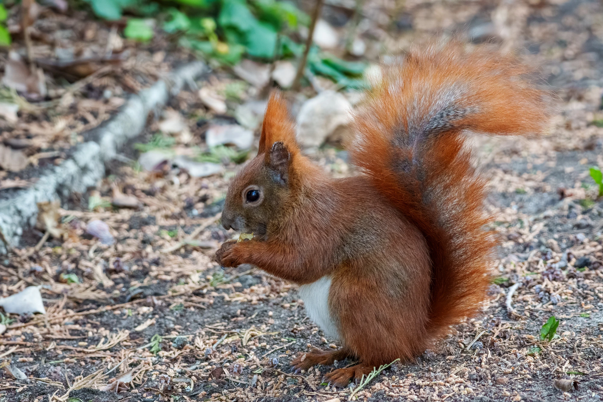 Ein Eichh&ouml;rnchen sitzt auf dem Boden. Es frisst etwas.