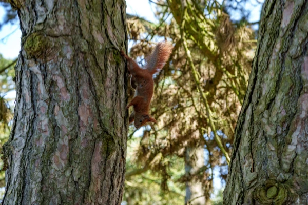 Eichh&ouml;rnchen im Botanischen Garten Berlin