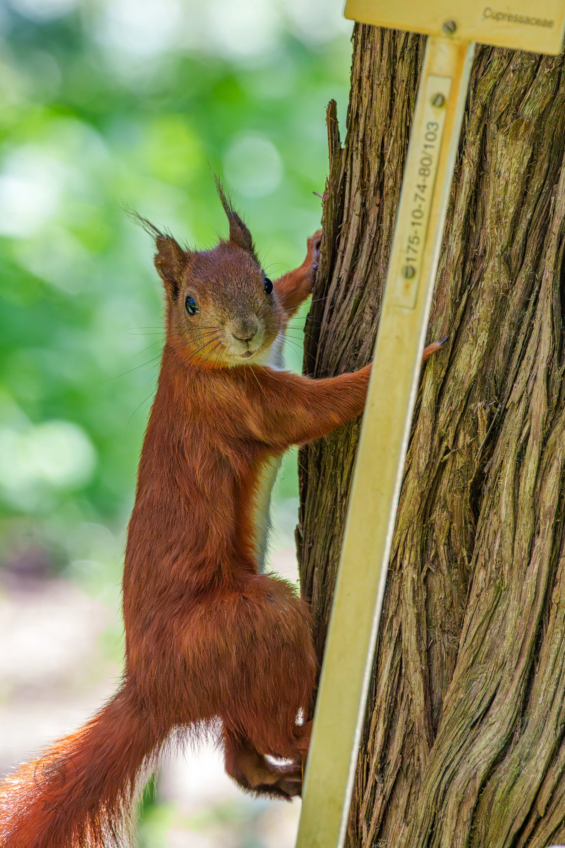 Ein Eichh&ouml;rnchen klettert seitlich einen Baum hoch.