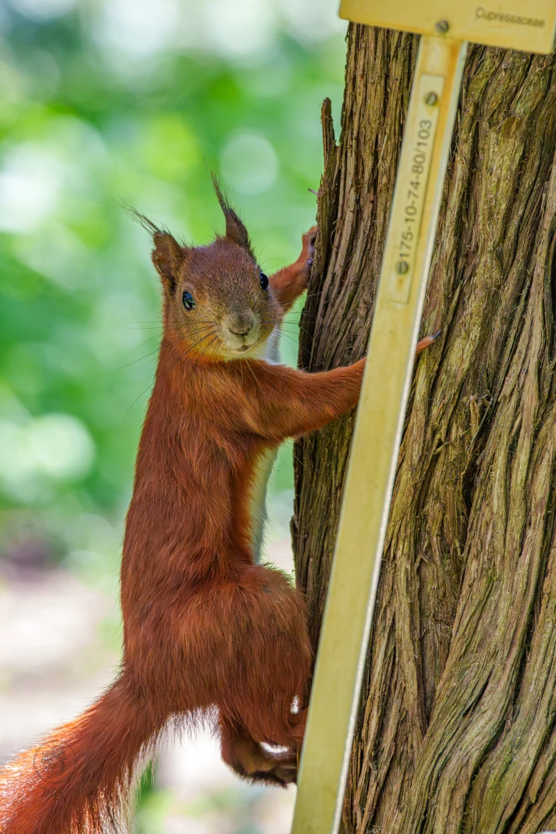 Ein Eichh&ouml;rnchen klettert seitlich einen Baum hoch.