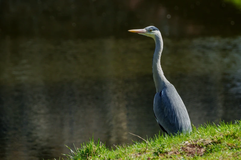 Ein Reiher steht auf Gras am Ufer eines Gew&auml;ssers. Er beobachtet das Wasser.