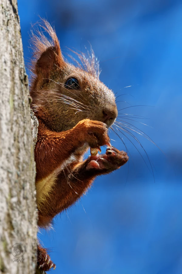 Ein Eichh&ouml;rnchen sitzt an einem Baumstamm und frisst eine Nuss.